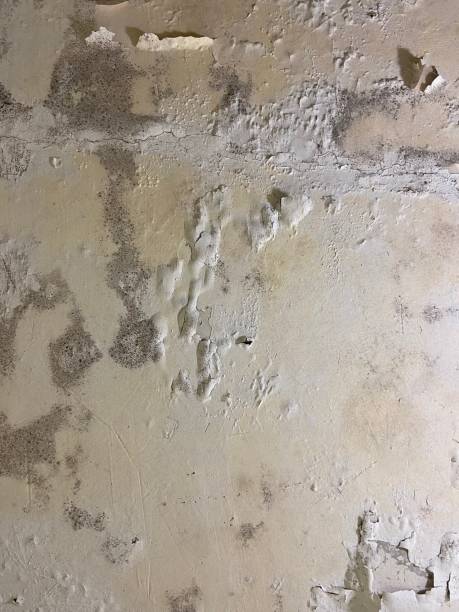 Best Attic Mold Removal  in Jonesboro, LA