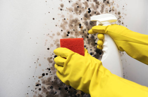 Mold Removal and Inspection in Jonesboro, LA
