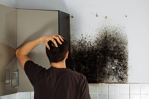 Best Attic Mold Removal  in Jonesboro, LA